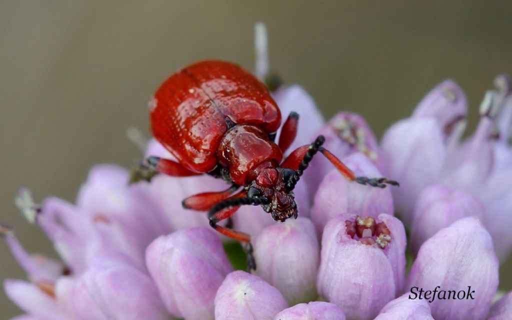 Id Insetto - Lilioceris merdigera (Chrysomelidae)